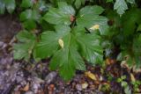 Heracleum asperum. Лист после дождя. Республика Ингушетия, Джейрахский р-н, ур. Нижний Кяхк, берег ручья Тетрисцкали. 21 июля 2022 г.