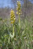 Orchis punctulata