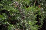 Juniperus virginiana. Часть ветви с шишкоягодами. Северная Осетия, Владикавказ, в культуре. 23.07.2022.