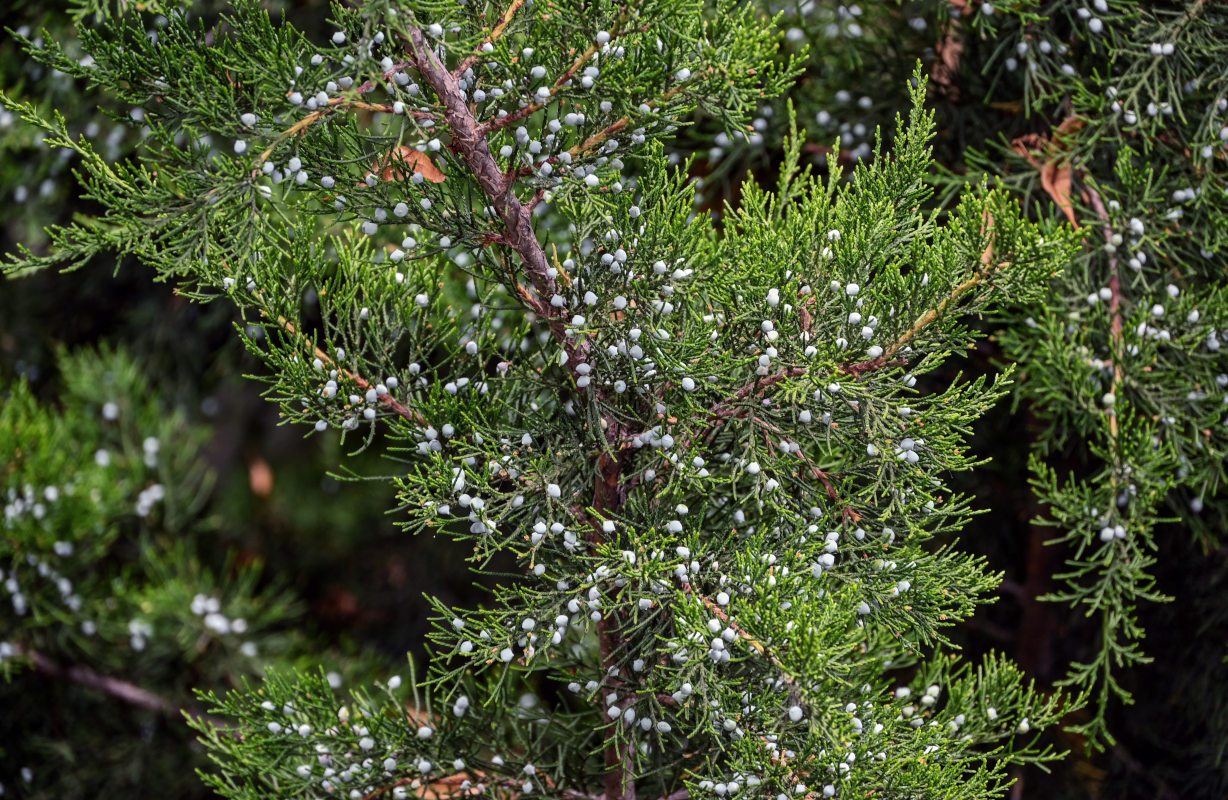 Image of Juniperus virginiana specimen.