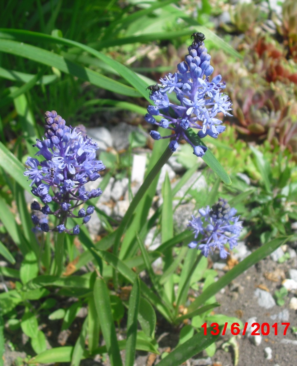 Image of Scilla litardierei specimen.