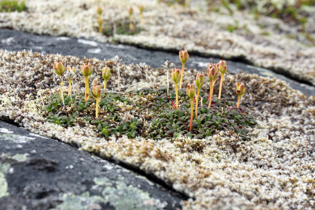 Image of Diapensia lapponica specimen.