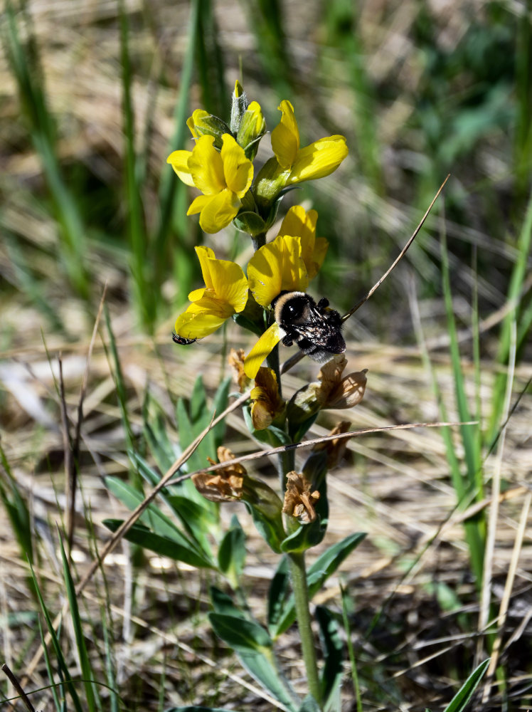 Image of Thermopsis lanceolata specimen.