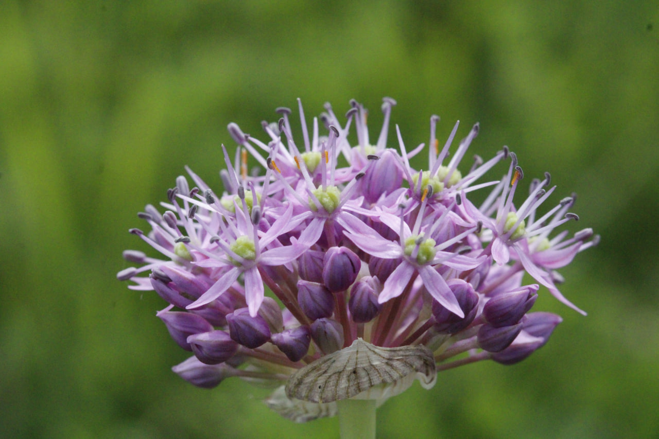 Image of Allium suworowii specimen.