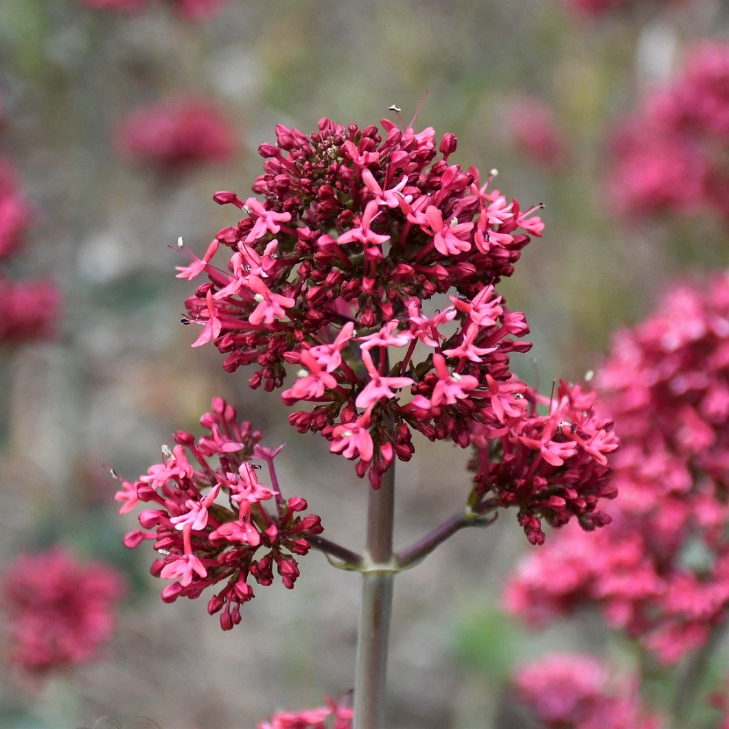 Изображение особи Centranthus ruber ssp. sibthorpii.