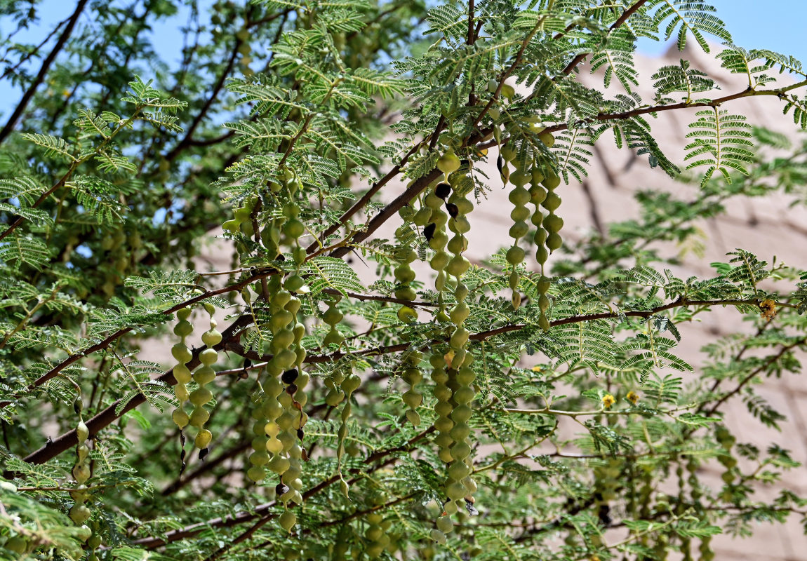 Изображение особи Vachellia nilotica.