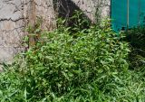 Malvastrum coromandelianum. Плодоносящее растение. Чили, обл. Valparaiso, провинция Isla de Pascua, г. Hanga Roa, двор гостиницы. 14.03.2023.