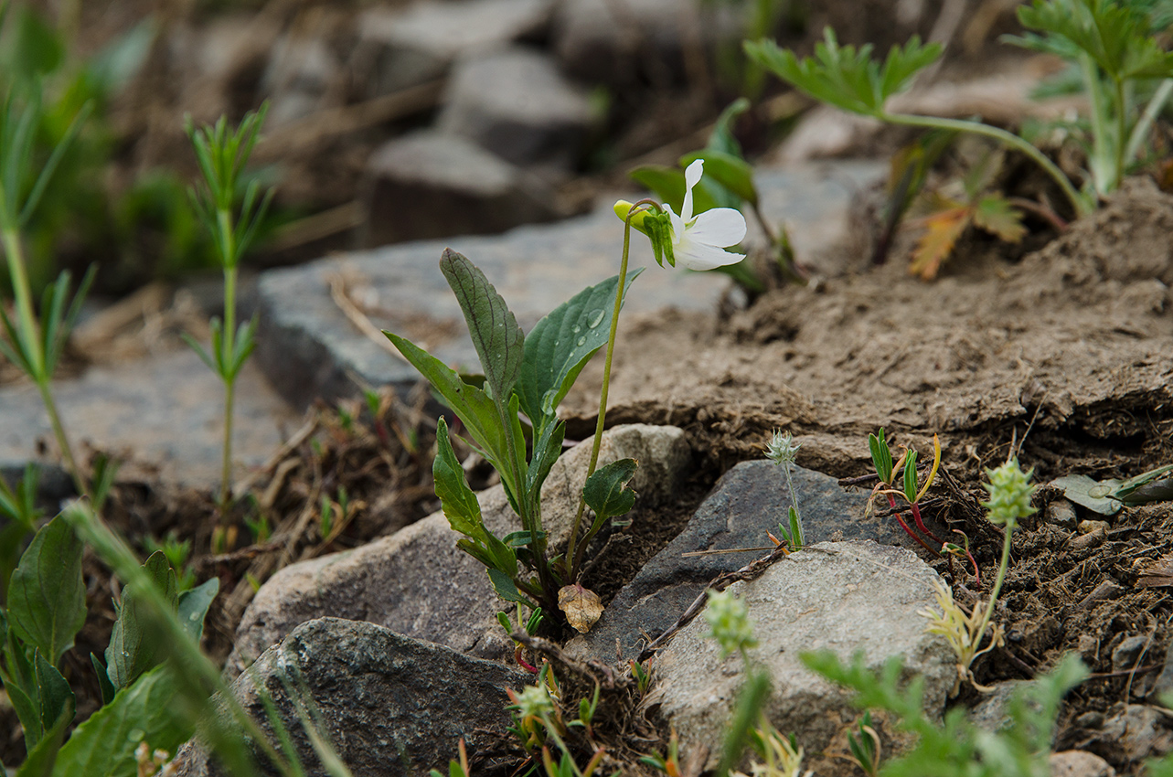 Image of genus Viola specimen.