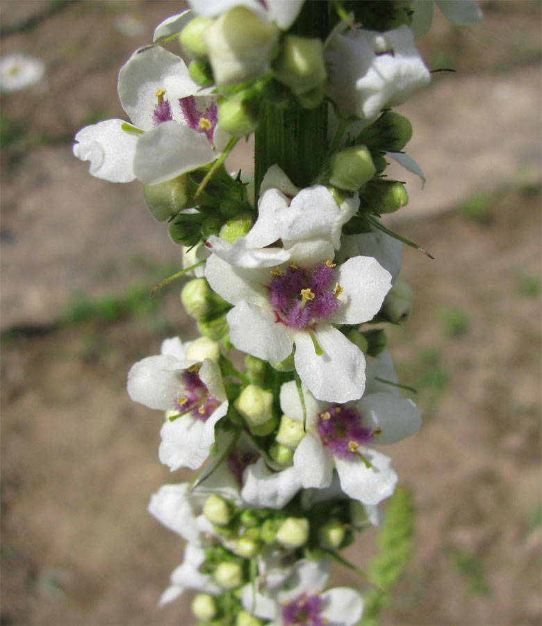 Image of Verbascum nigrum specimen.