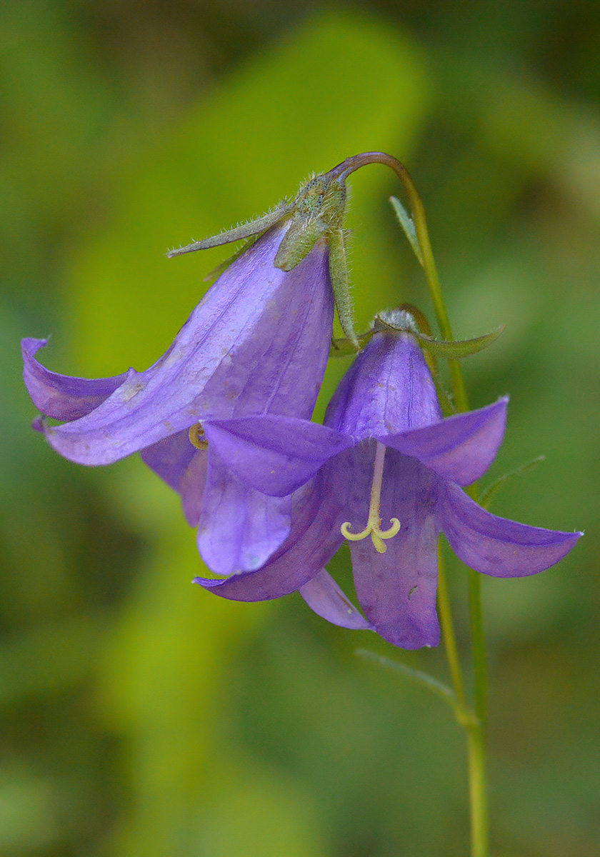 Изображение особи Campanula collina.