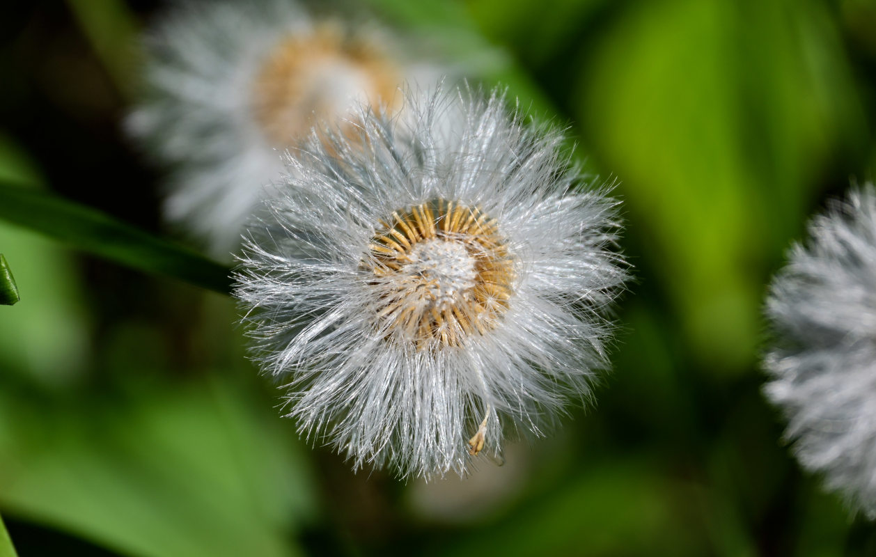 Image of Tussilago farfara specimen.