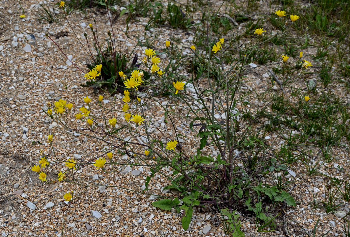 Image of Crepis sonchifolia specimen.