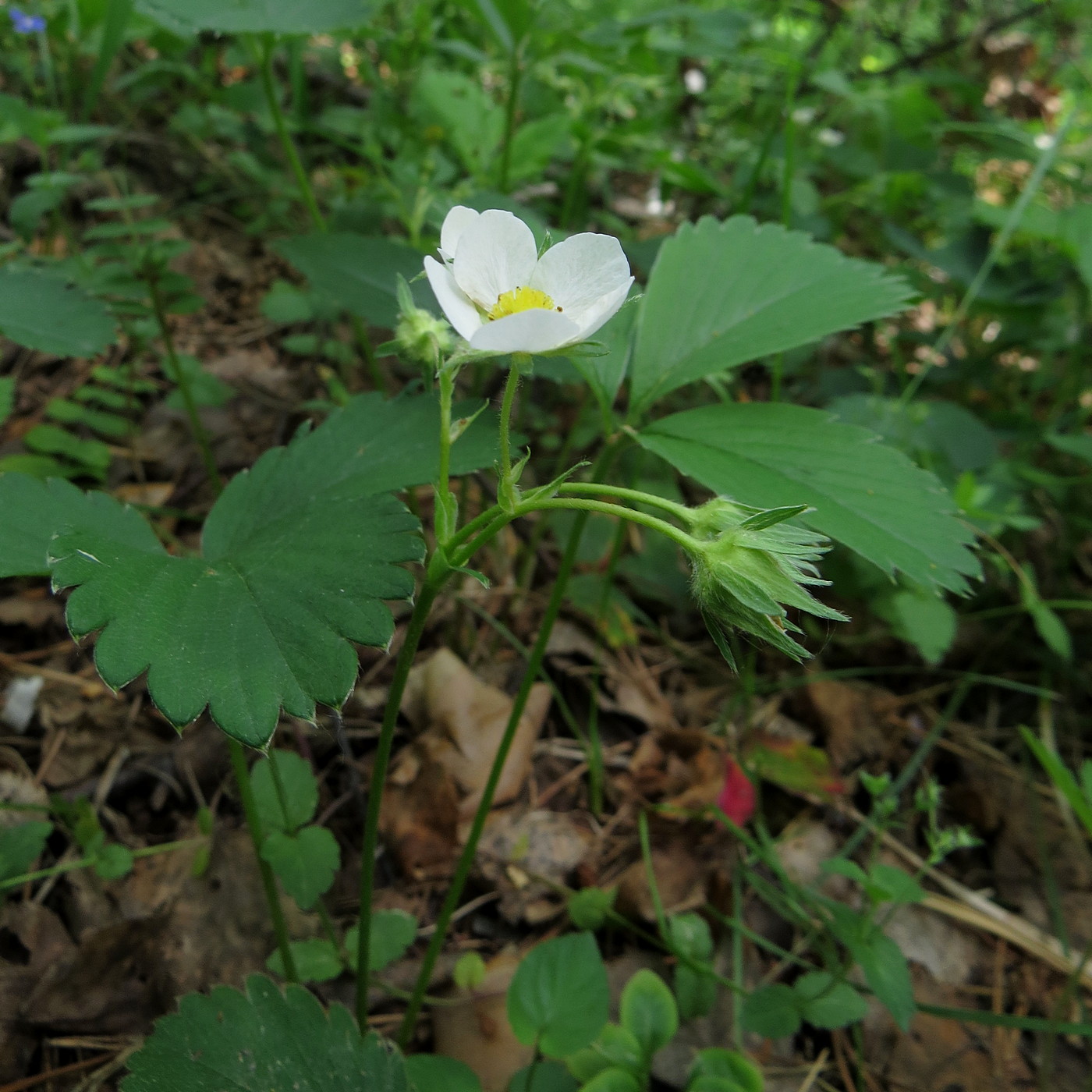 Image of Fragaria &times; ananassa specimen.