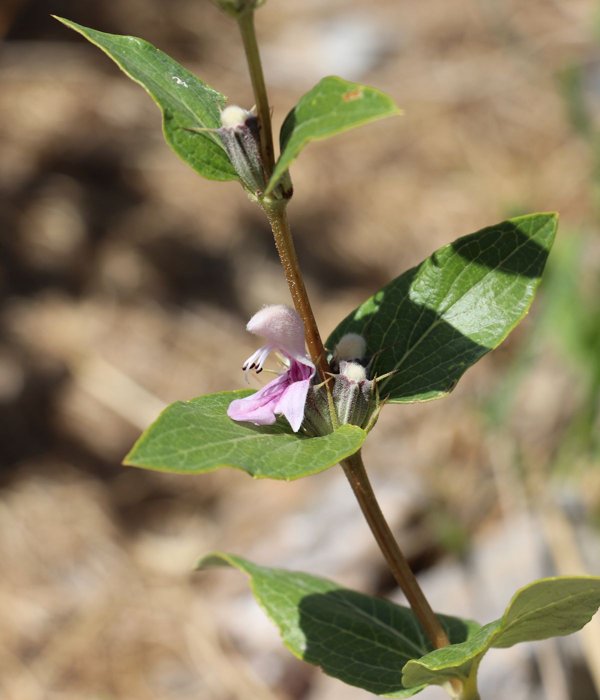 Image of Phlomis nubilans specimen.