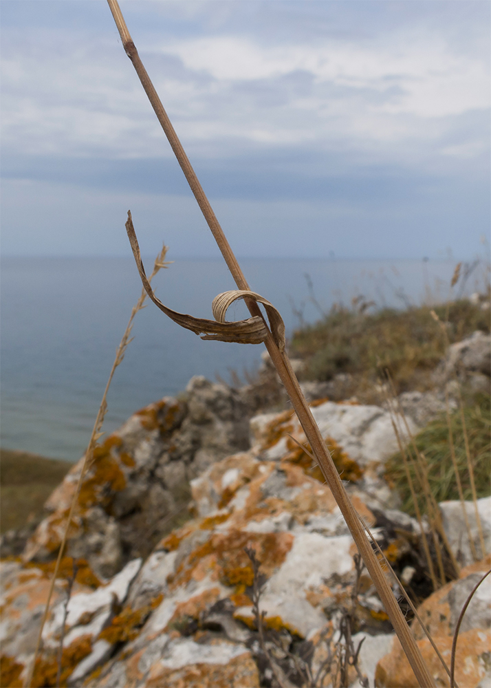 Изображение особи семейство Poaceae.