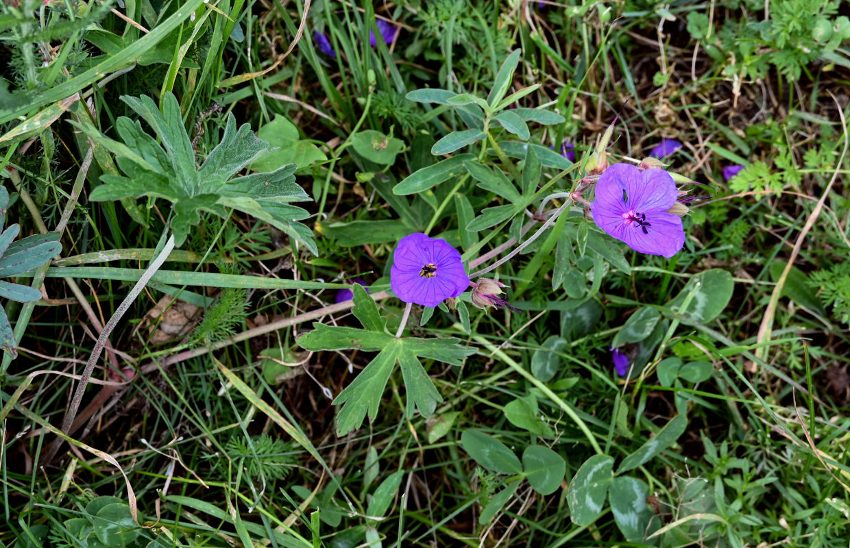 Изображение особи Geranium ruprechtii.