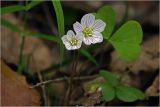 Oxalis acetosella. Цветки и листья. Московская обл., Раменский р-н, окр. ж.-д. платформы Хрипань, смешанный лес у ЛЭП. 30.04.2024.