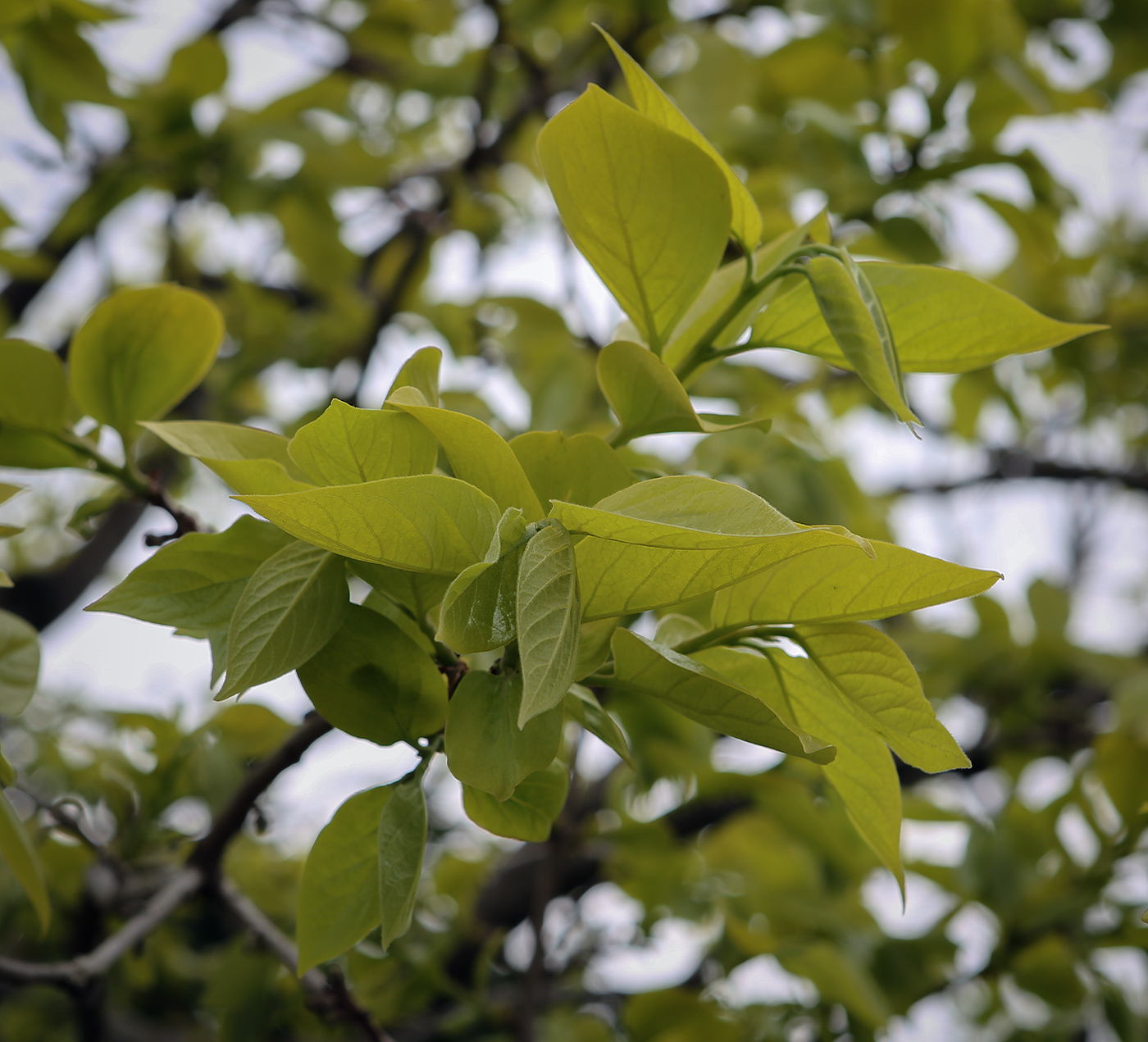 Image of Diospyros kaki specimen.