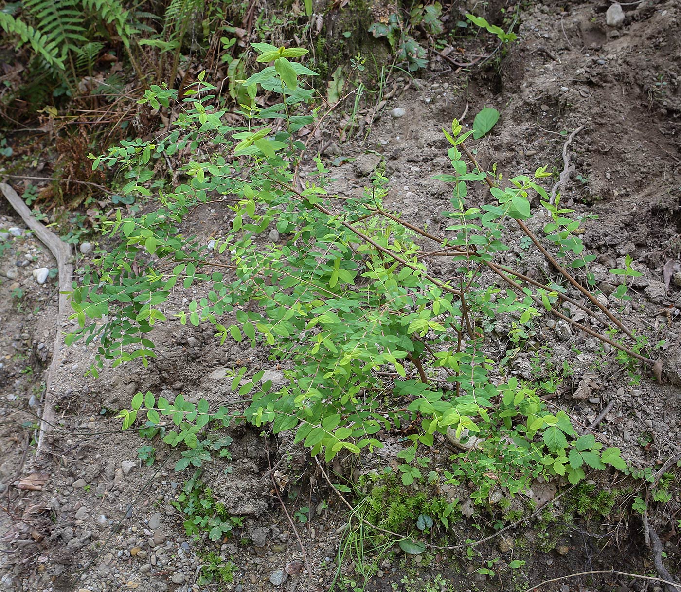 Изображение особи Hypericum xylosteifolium.