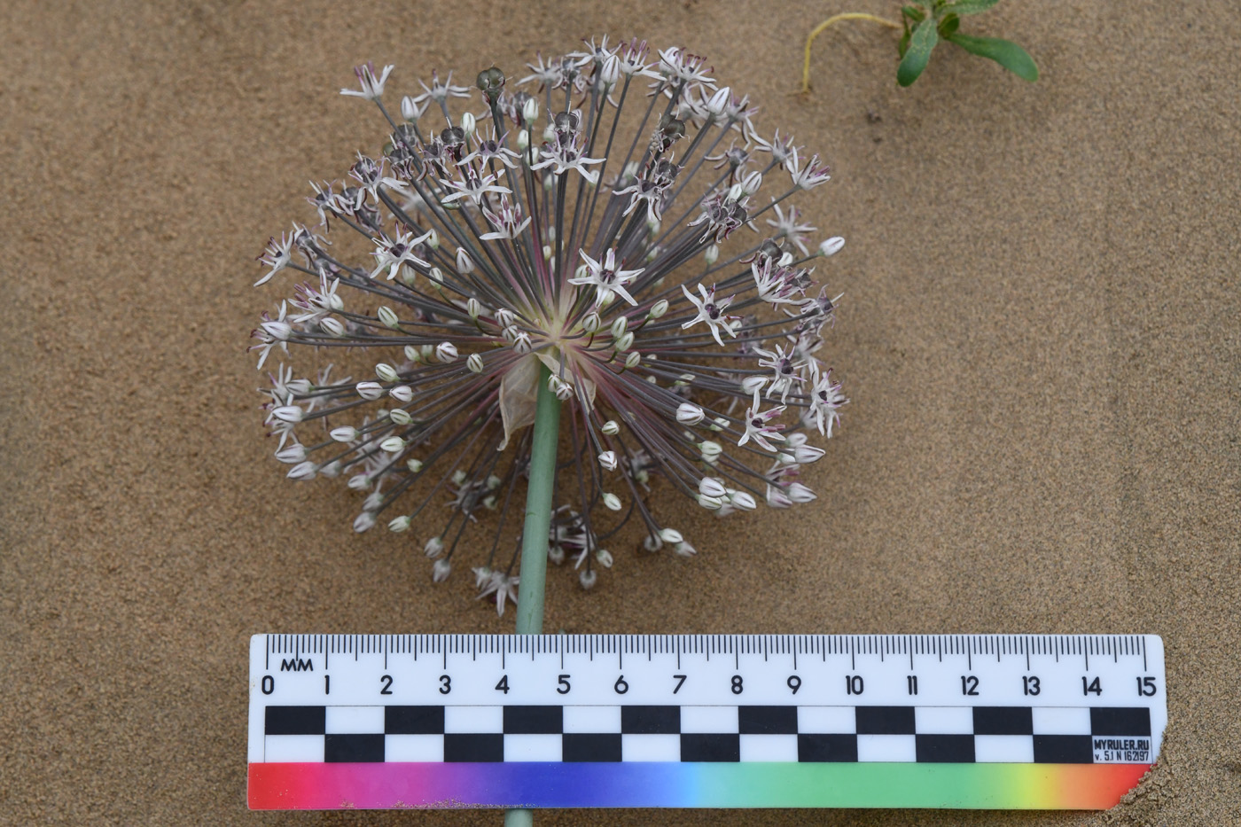 Изображение особи Allium subscabrum.