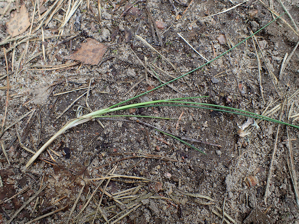 Изображение особи Eriophorum vaginatum.