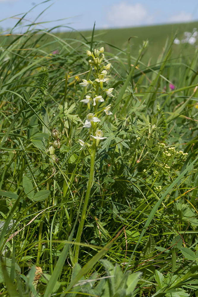 Image of Platanthera chlorantha specimen.