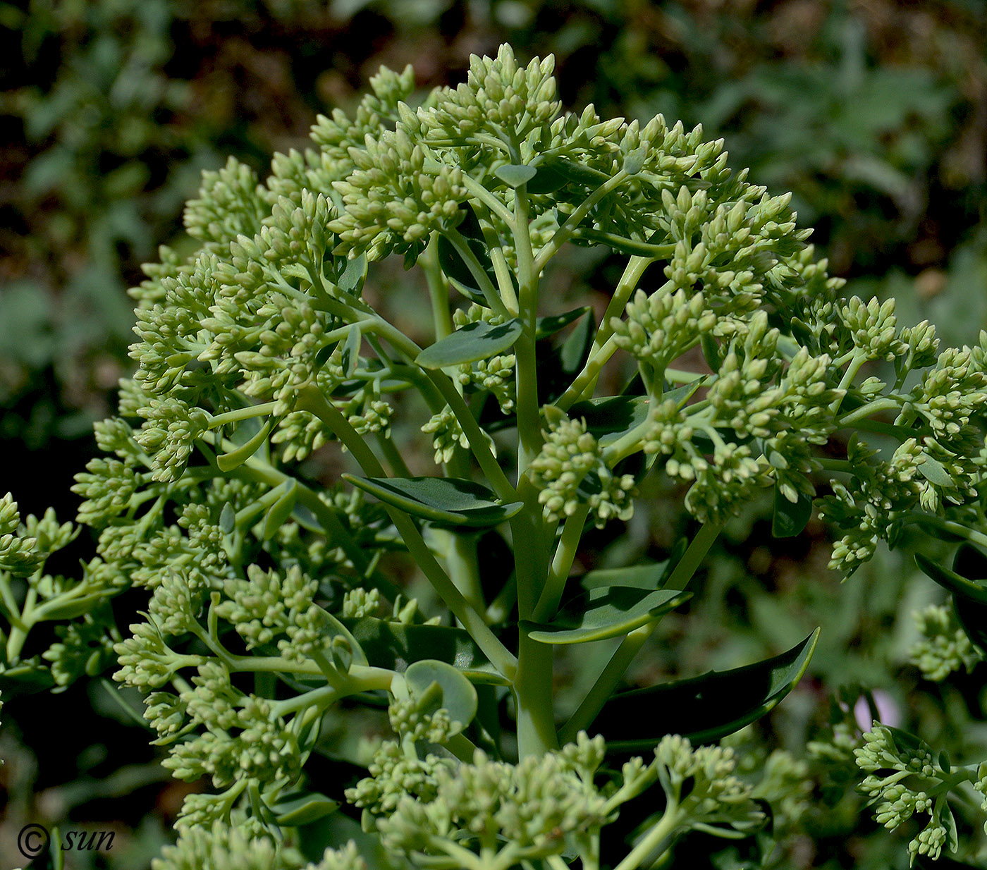 Image of Hylotelephium spectabile specimen.