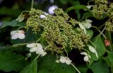 Hydrangea petiolaris