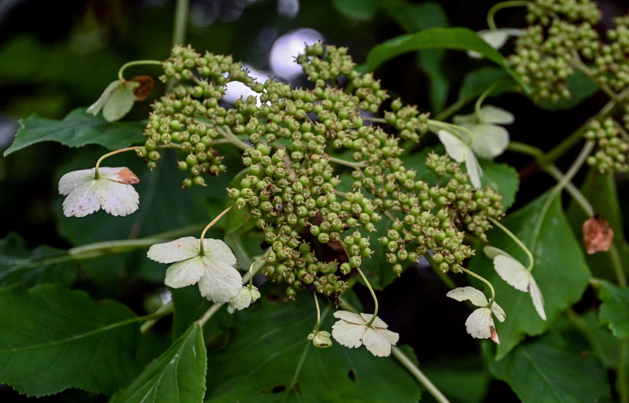 Изображение особи Hydrangea petiolaris.