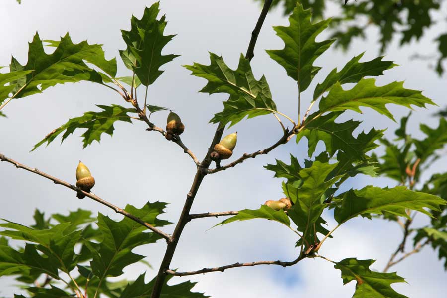 Image of Quercus rubra specimen.