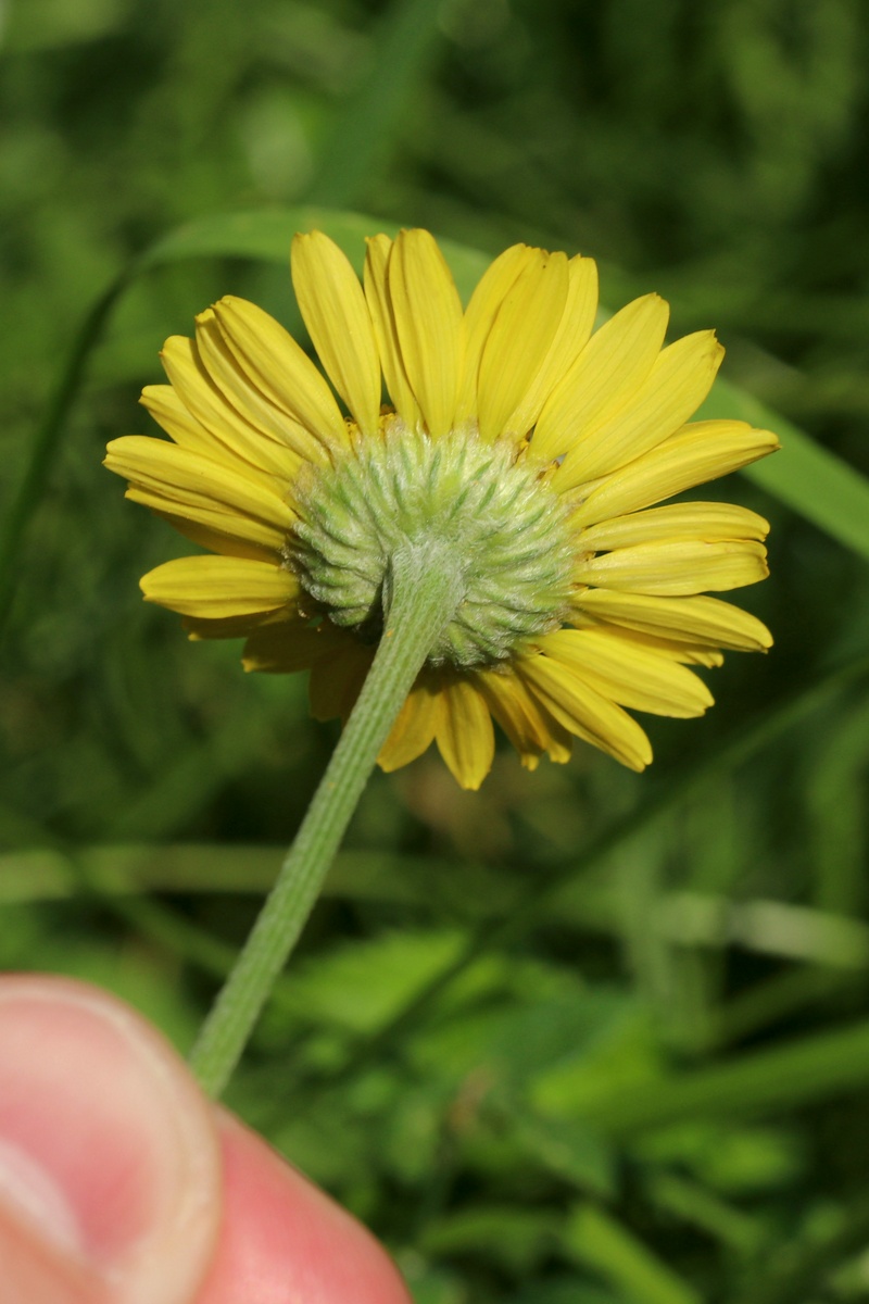 Изображение особи Anthemis tinctoria.