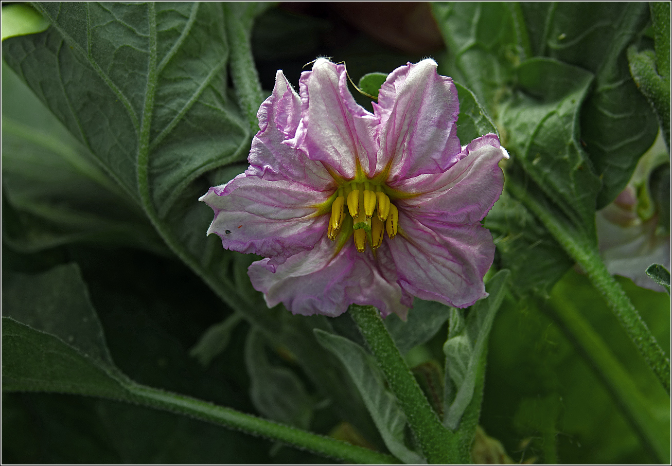 Image of Solanum melongena specimen.