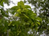 Carpinus orientalis. Верхушка веточки с соплодиями. Крым, Южный Берег, южн. склон горы Аю-Даг, возле туристической тропы. 25.05.2024.