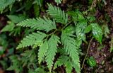 Selaginella delicatula