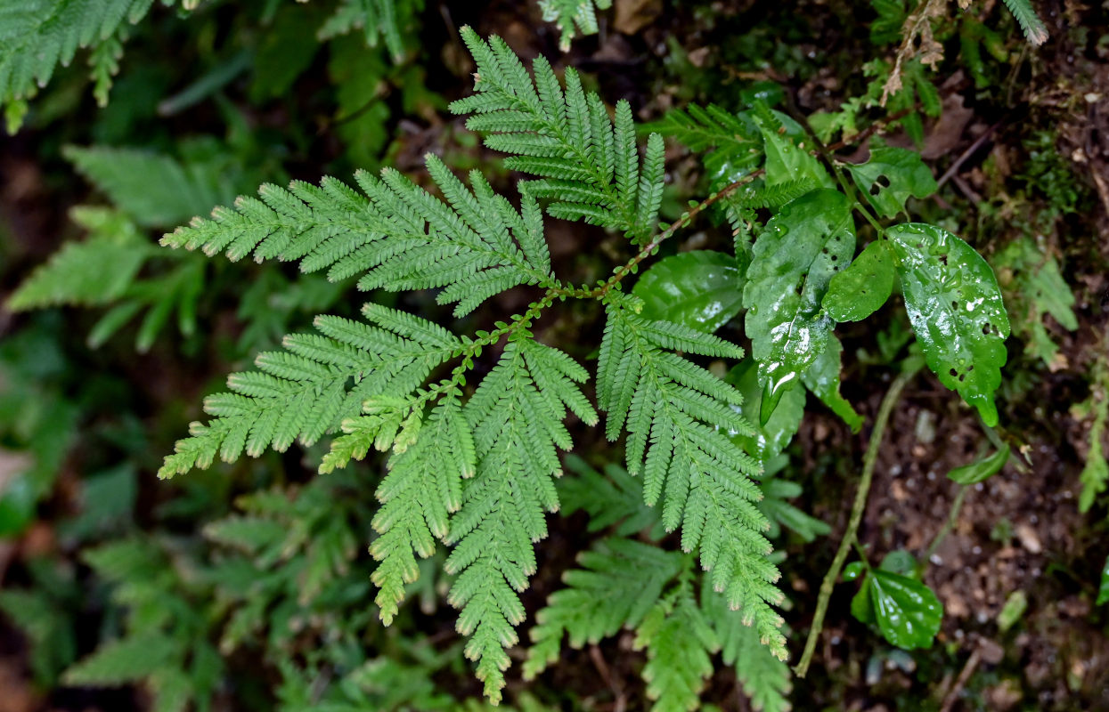 Изображение особи Selaginella delicatula.