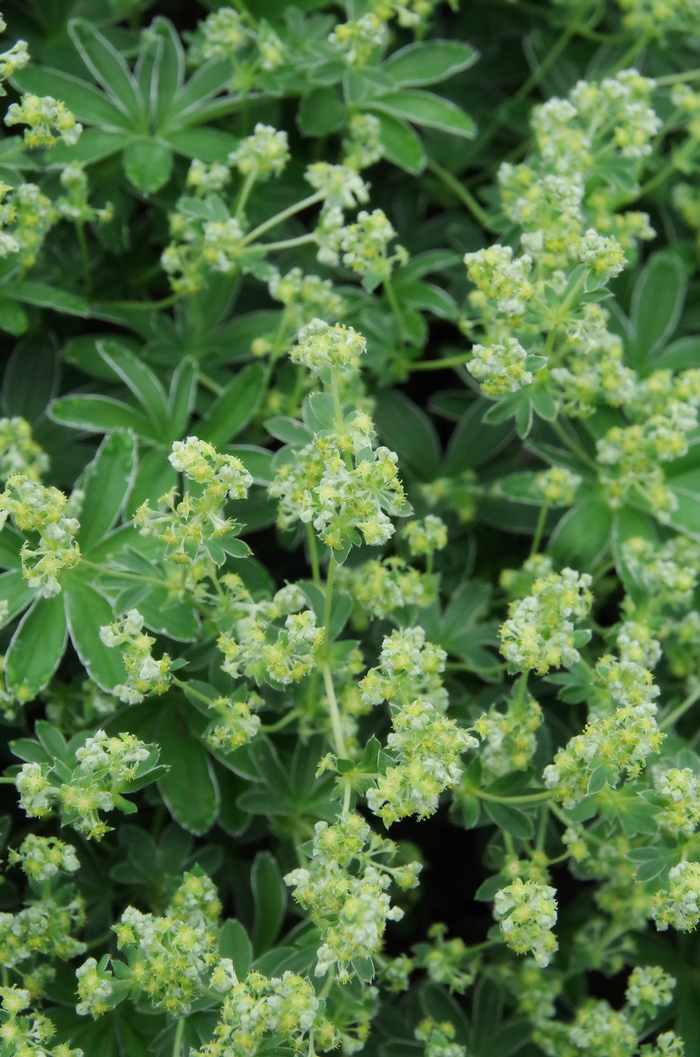 Image of Alchemilla plicatula specimen.