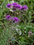 Centaurea scabiosa. Верхушки побегов с соцветиями. Вологодская обл., Сокольский р-н, Оларевская гряда, опушка смешанного леса. 13.07.2024.