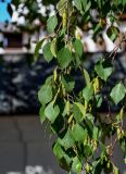 Betula pendula. Верхушка ветви с незрелыми соплодиями. Вологодская обл., Кирилловский р-н, г. Кириллов, берег оз. Сиверское, у стены монастыря. 12.07.2024.