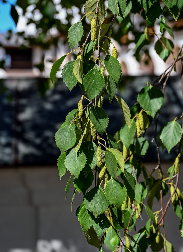 Изображение особи Betula pendula.