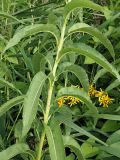 Senecio sarracenicus