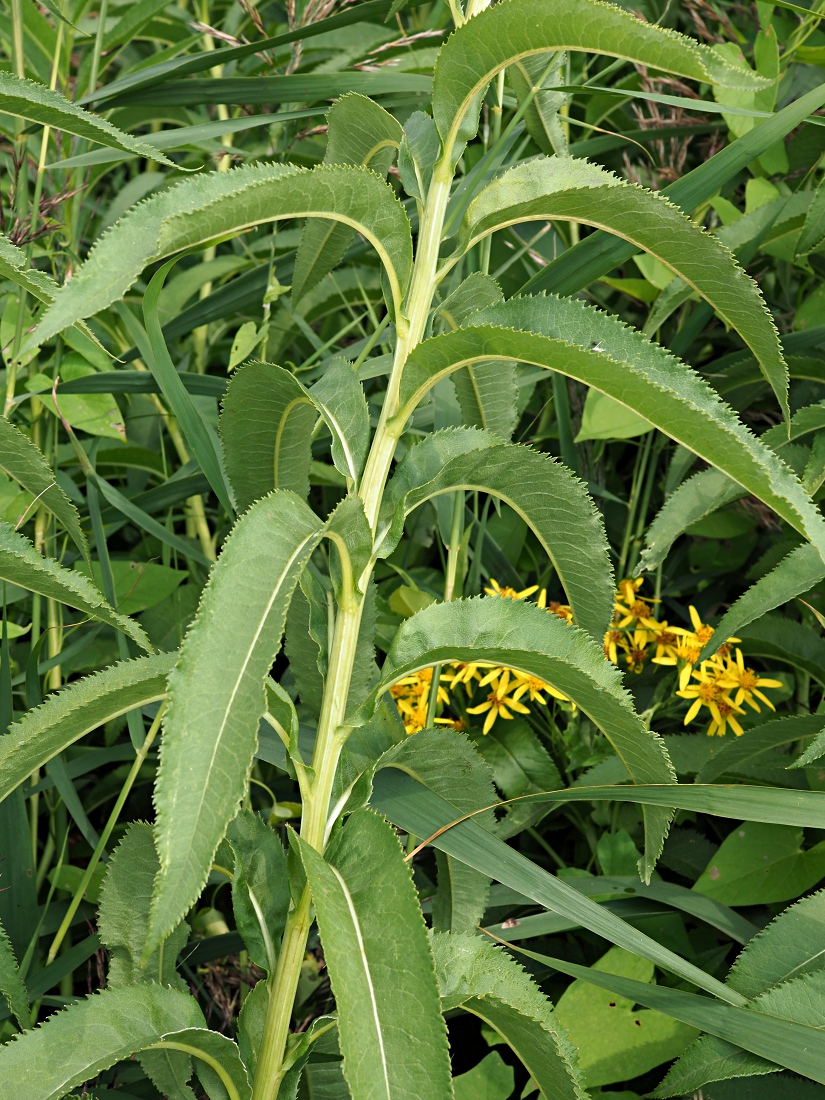 Image of Senecio sarracenicus specimen.