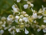 Cardaria draba