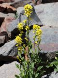 Solidago subspecies dahurica