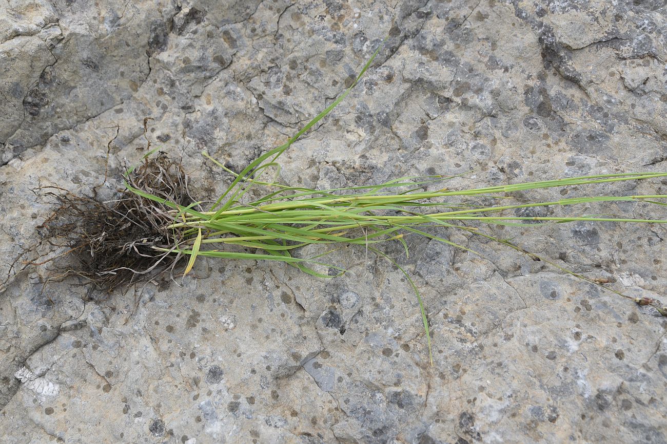 Image of familia Poaceae specimen.