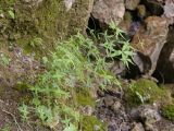 Galium valantioides