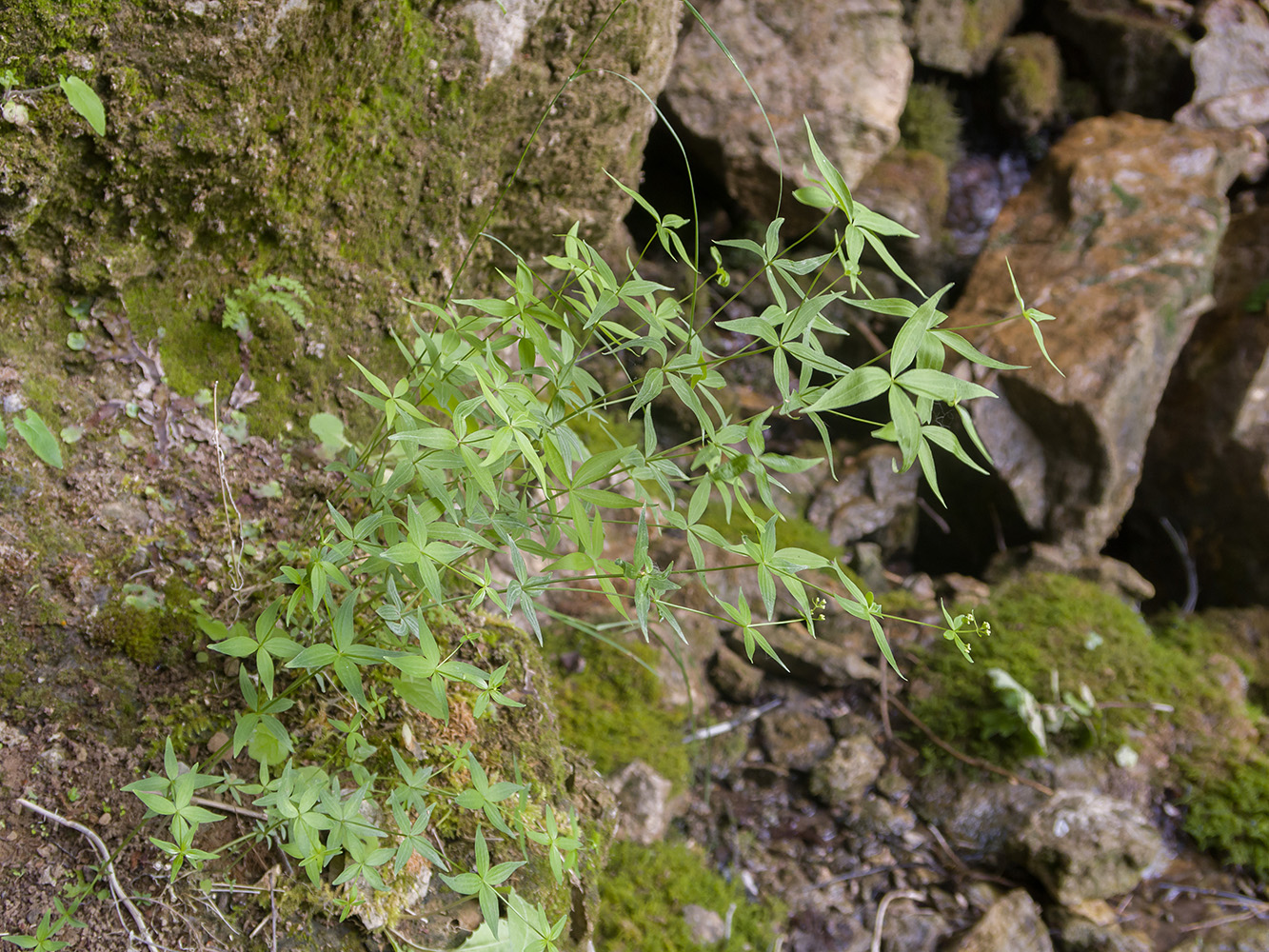 Image of Galium valantioides specimen.