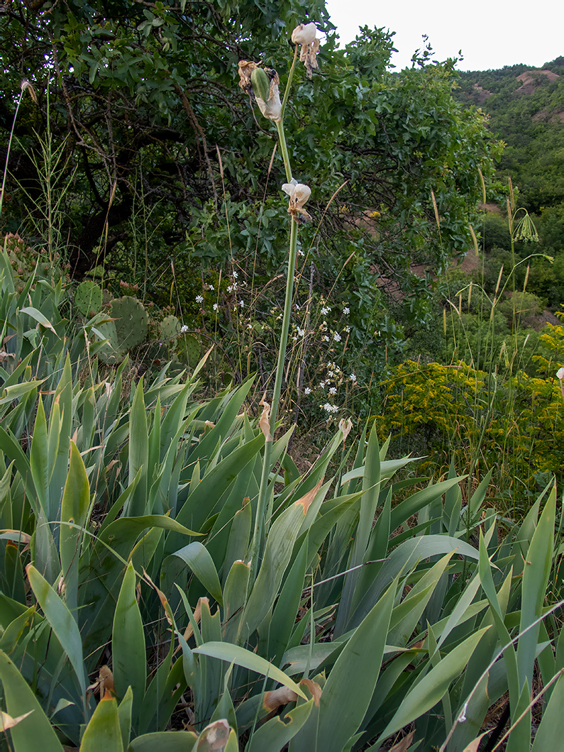 Image of Iris pallida specimen.