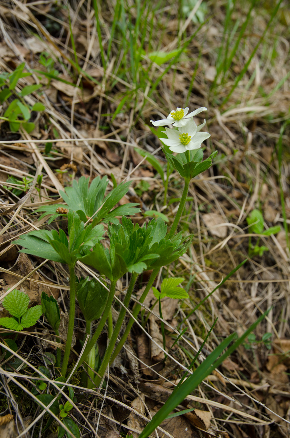 Изображение особи Anemonastrum biarmiense.