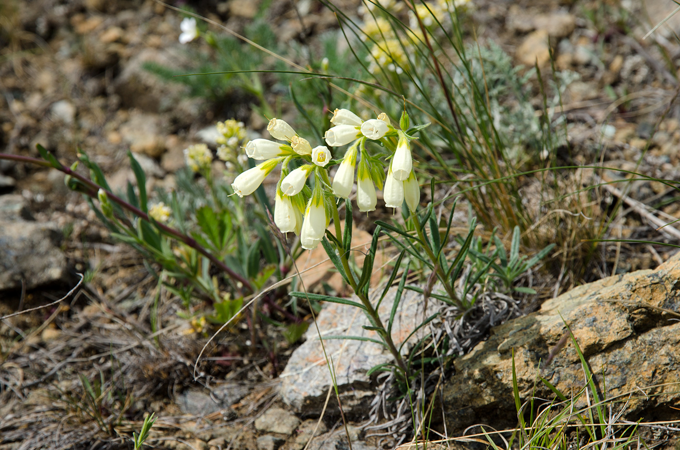 Изображение особи Onosma simplicissima.