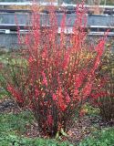 Berberis thunbergii